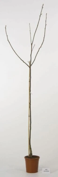 Walnoot (Juglans Regia 'Broadview') -PlantenPracht Winkel 20080516144158 4