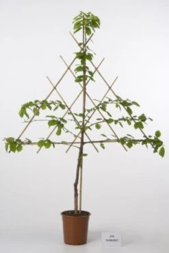 Nieuwkomers -PlantenPracht Winkel 20080519135332 1