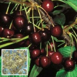 Lei-Kers (Prunus Avium 'Stella') -PlantenPracht Winkel 20080519135414 1