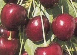 Lei-Kers (Prunus Avium 'Kordia') -PlantenPracht Winkel 20080519140042 1 1