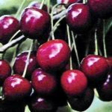 Lei-Kers (Prunus Avium 'Dubbele Meikers') 4 Lei-Kers (Prunus Avium 'Dubbele Meikers') - Afbeelding 2