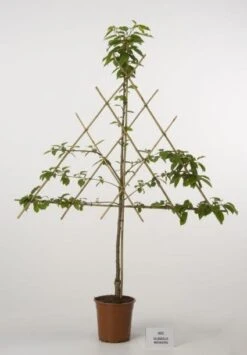 Lei-Kers (Prunus Avium 'Dubbele Meikers')