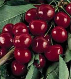 Lei-Kers (Prunus Avium 'Burlat') -PlantenPracht Winkel 20080519140607 1 2
