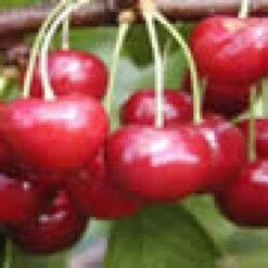 Lei-Kers (Prunus Avium 'Regina') -PlantenPracht Winkel 20080519141125 1