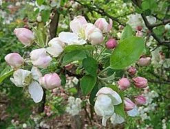 Sierappel (Malus 'Evereste') -PlantenPracht Winkel 20080519145038 10