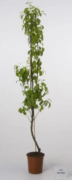 Mini-peer (Pyrus Communis (mini))