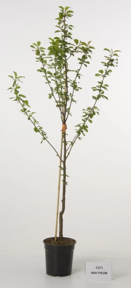 Mini-pruim (Prunus Domestica(mini)) 3 Mini-pruim (Prunus Domestica(mini))