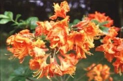 Azalea, Oranje (Rhododendron 'Addy Wery')