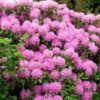 Azalea (Rhododendron 'Mollis' Rose)