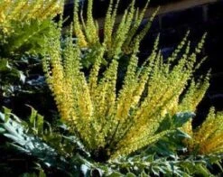 Mahoniestruik (Mahonia Media 'Charity') -PlantenPracht Winkel 20080709102617 3