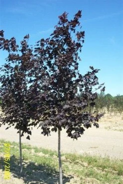 Noorse Esdoorn (Acer Platanoides 'Royal Red') -PlantenPracht Winkel 20080709120821 9 1