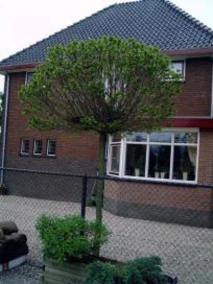 Bolkastanje (Aesculus Hippocastanum 'Umbraculifera') 4 Bolkastanje (Aesculus Hippocastanum 'Umbraculifera') - Afbeelding 2