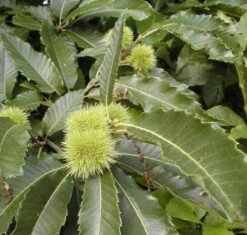 Kastanjeboom (Castanea Sativa 'Lyon')