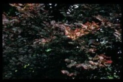 Beuk (Fagus Sylv. 'Purpurea Tricolor') -PlantenPracht Winkel 20080715122004 1