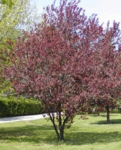 Rode Kerspruim Als Struik (Prunus Cerasifera 'Nigra') 8 Rode Kerspruim Als Struik (Prunus Cerasifera 'Nigra') - Afbeelding 6