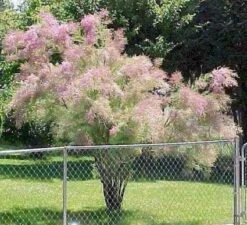 Tamarisk (Tamarix Ramosissima) -PlantenPracht Winkel 20080716101500 3