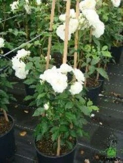 Klimroos (Rosa 'Climbing Schneewittchen') -PlantenPracht Winkel 20080717123639 3 1