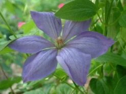 Bosrank (Clematis 'Mrs Cholmondeley') 13 Bosrank (Clematis 'Mrs Cholmondeley') -PlantenPracht Winkel 20080717140453 1 1