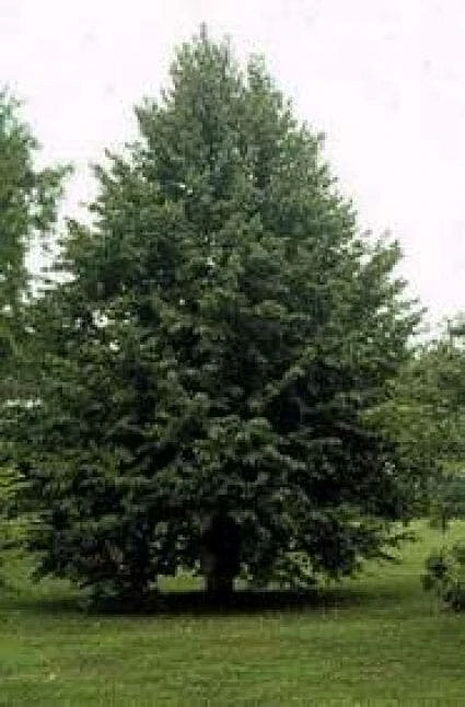 Boomhazelaar (Corylus Colurna) 5 Boomhazelaar (Corylus Colurna) - Afbeelding 3