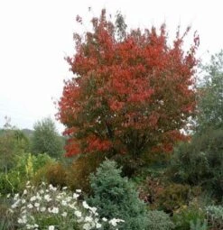 Japanse Sierkers (Prunus Sargentii) -PlantenPracht Winkel 20080730122801 5