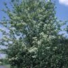 Gewone Meelbes (Sorbus Aria) -PlantenPracht Winkel 20080730123017 5