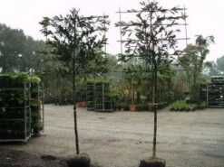 Laurier Als Leiboom (Prunus Laurocerasus 'Caucasica') -PlantenPracht Winkel 20081015083837 6 1