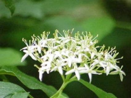 Rode Kornoelje (Cornus Sanguinea) 4 Rode Kornoelje (Cornus Sanguinea) - Afbeelding 2