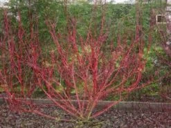 Rode Kornoelje (Cornus Sanguinea) -PlantenPracht Winkel 20081029090707 5 1