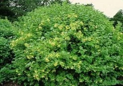 Gelderse Roos (Viburnum Opulus) -PlantenPracht Winkel 20081105115345 3 2