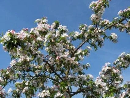 Sierappel (Malus 'Professor Sprenger') 5 Sierappel (Malus 'Professor Sprenger') - Afbeelding 3