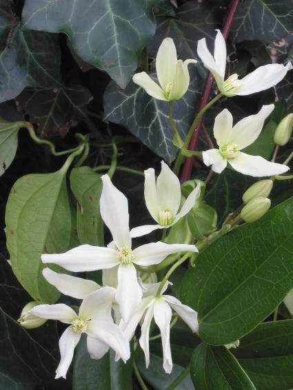 Bosrank, Groenblijvend (Clematis Armandii) 4 Bosrank, Groenblijvend (Clematis Armandii) - Afbeelding 2