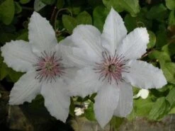 Bosrank (Clematis 'Snow Queen') -PlantenPracht Winkel 20081120141931 1 1