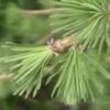 Lariks (Larix Kaempferi) -PlantenPracht Winkel 20081126103614 1