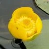 Gele Plomp (Nuphar Lutea) -PlantenPracht Winkel 20081127121116 1