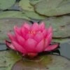 Waterlelie (Nymphaea 'James Brydon')