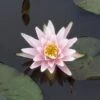 Waterlelie (Nymphaea 'Rose Arey')