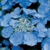 Hortensia (Hydrangea Macrophylla 'Teller Blue') -PlantenPracht Winkel 20081208131210 2 2
