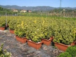 Kardinaalshoed Als Meeneemhaag (Euonymus Japonicus 'Aureus) -PlantenPracht Winkel 20090322111357 2 1