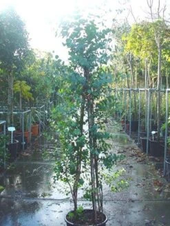 Winterharde Gomboom (Eucalyptus Gunnii) 11 Winterharde Gomboom (Eucalyptus Gunnii) -PlantenPracht Winkel 20090522152550 5 1