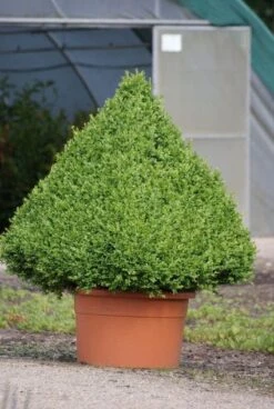 Buxus Als Pyramide (Buxus Sempervirens) -PlantenPracht Winkel 20090606120524 8