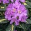 Rhododendron (Rhododendron 'Goldflimmer')