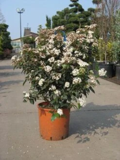 Groenblijvende Sneeuwbal (Viburnum Tinus 'Eve Price') -PlantenPracht Winkel 20091125113028 50 10