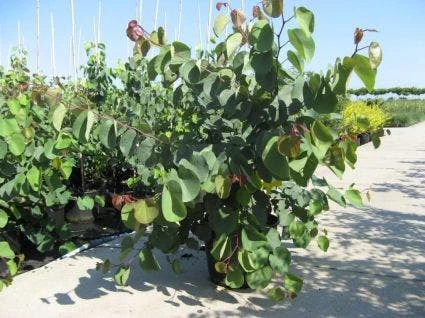 Chinese Judasboom (Cercis Chinensis 'Avondale') 11 Chinese Judasboom (Cercis Chinensis 'Avondale') - Afbeelding 9