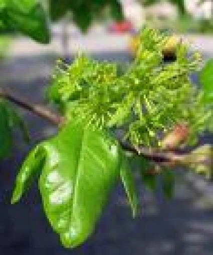 Spaanse Aak Als Leiboom (Acer Campestre) 4 Spaanse Aak Als Leiboom (Acer Campestre) - Afbeelding 2