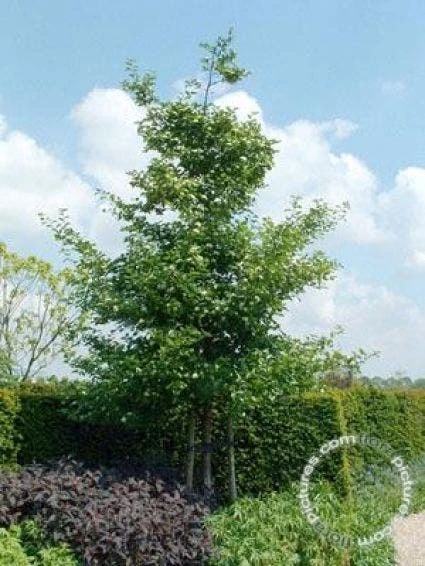 Meidoorn Als Boom (Crataegus Persimilis 'Splendens') 5 Meidoorn Als Boom (Crataegus Persimilis 'Splendens') - Afbeelding 3