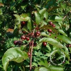 Sierappel (Malus 'Liset') -PlantenPracht Winkel 20091222112959 8 2