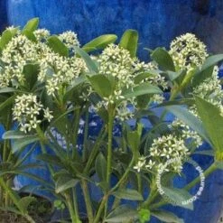 Skimmia (Skimmia Japonica 'Keessen') -PlantenPracht Winkel 20091228135629 4