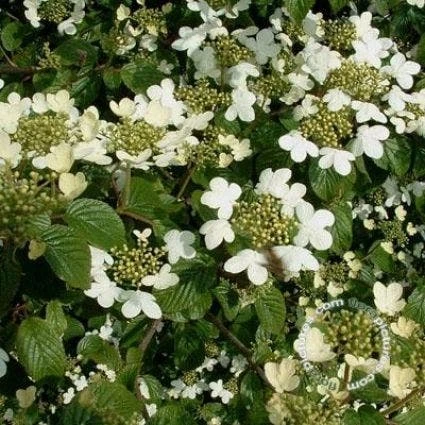 Sneeuwbal (Viburnum Plicatum 'Summer Snowflake') 3 Sneeuwbal (Viburnum Plicatum 'Summer Snowflake')