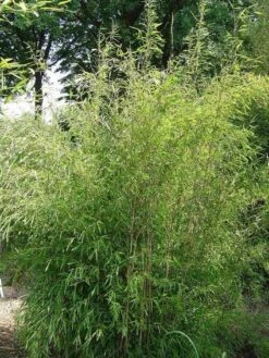 Niet Woekerende Bamboe (Fargesia 'Great Wall') -PlantenPracht Winkel 20100106102329 4 1