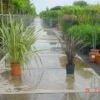 Nieuw Zeelands Vlas (Phormium Tenax) -PlantenPracht Winkel 20100218103634 7